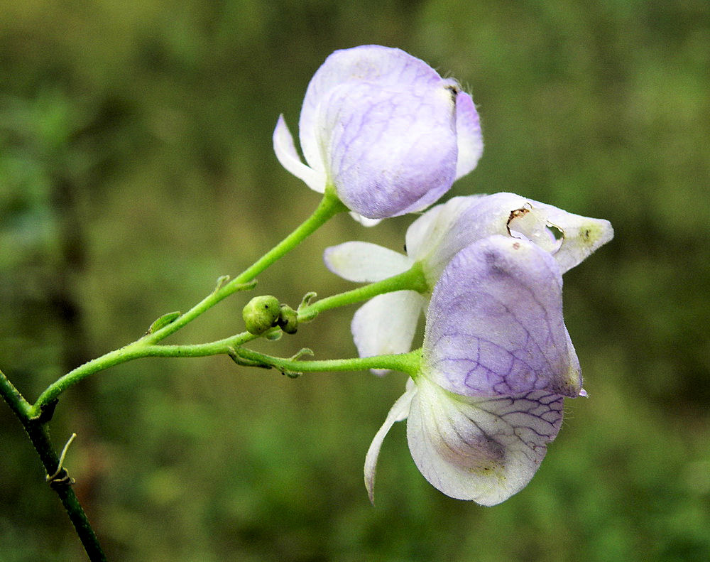 Image of Aconitum consanguineum specimen.