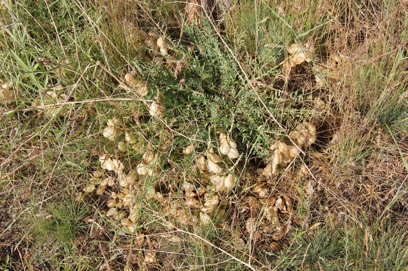 Image of Astragalus kurdaicus specimen.