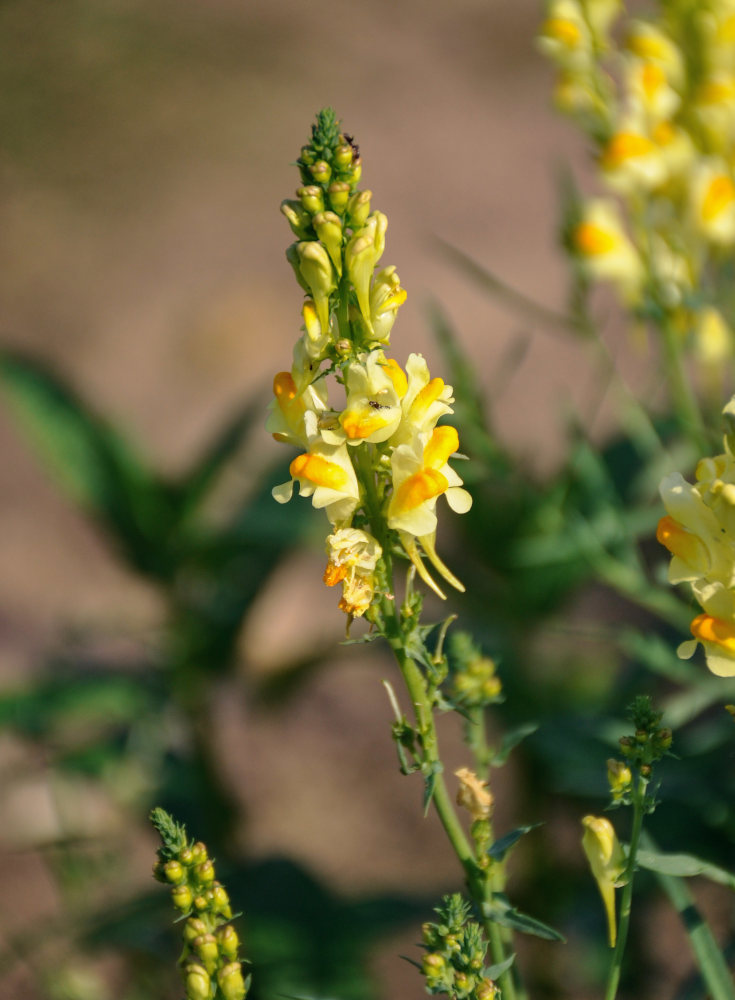 Изображение особи Linaria vulgaris.