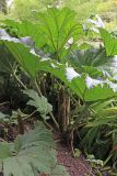 Gunnera tinctoria