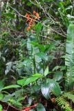 семейство Zingiberaceae. Цветущее растение. Малайзия, штат Саравак, округ Мири, национальный парк «Мулу». 14.03.2015.