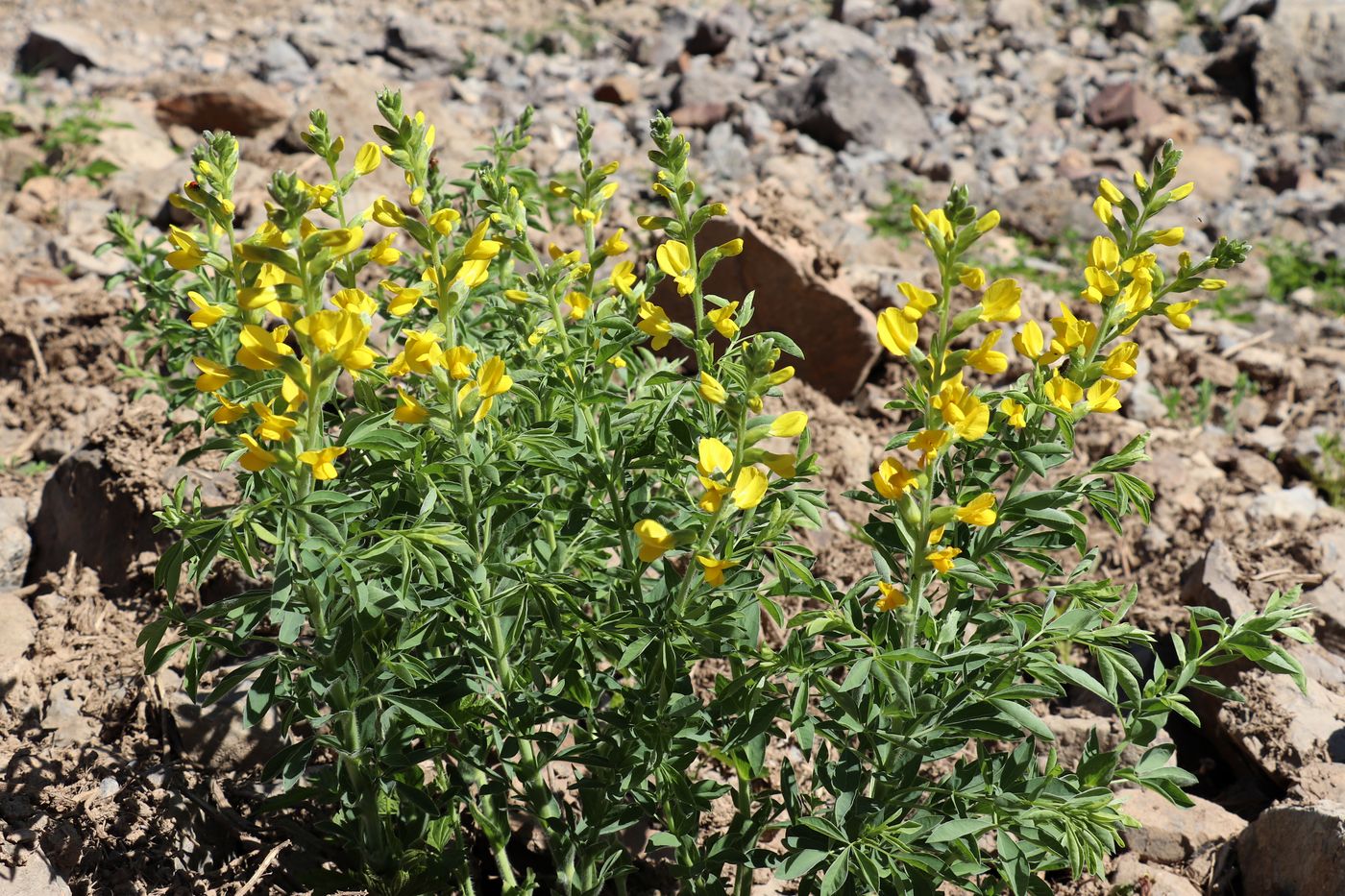 Image of Thermopsis alterniflora specimen.