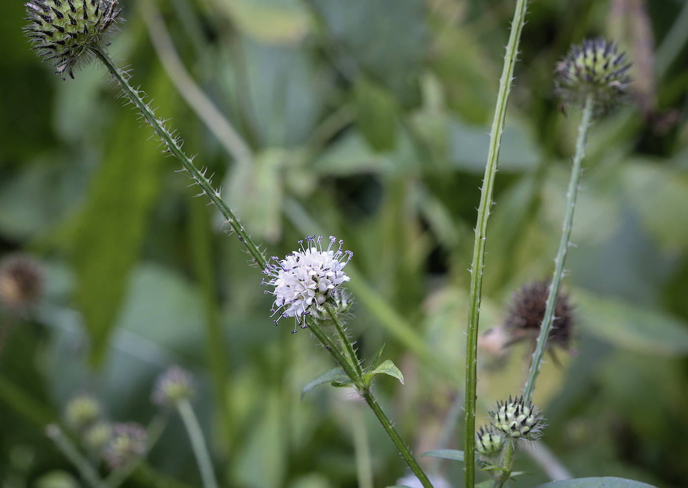 Image of Dipsacus pilosus specimen.