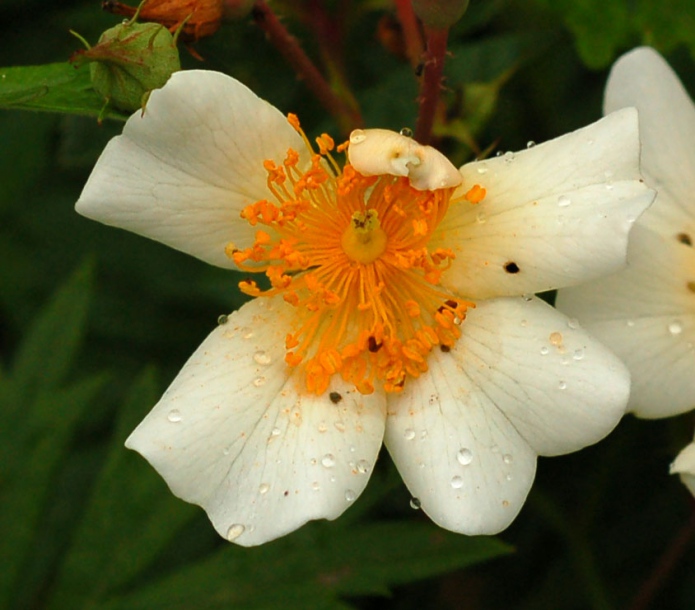 Image of Rosa maximowicziana specimen.