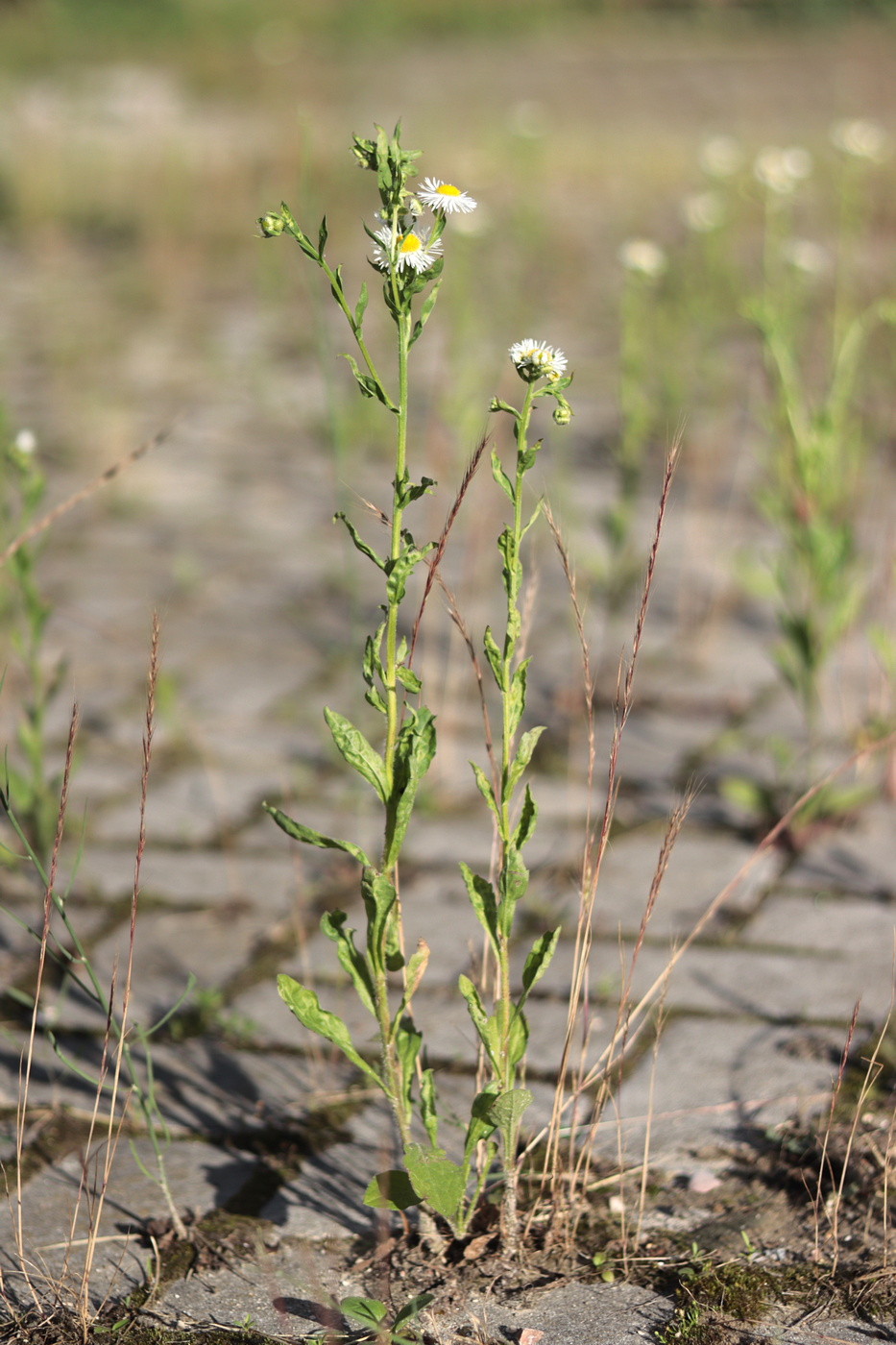 Image of Erigeron annuus specimen.