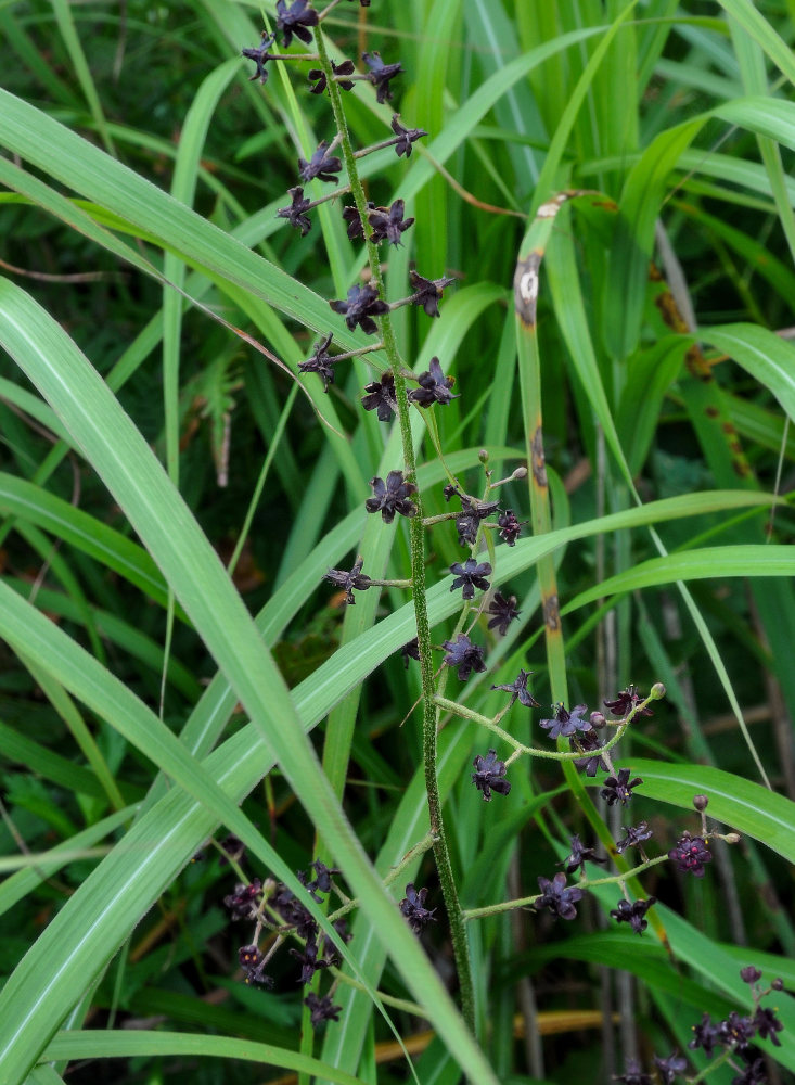 Изображение особи Veratrum maackii.