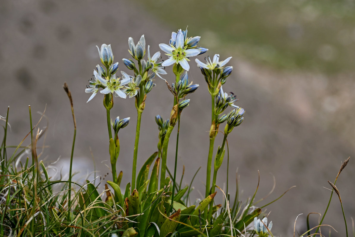 Изображение особи Swertia marginata.