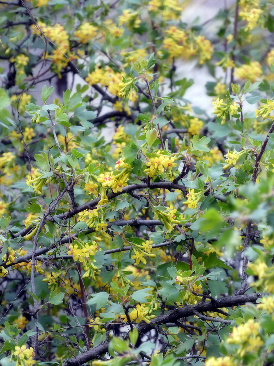 Image of Ribes aureum specimen.