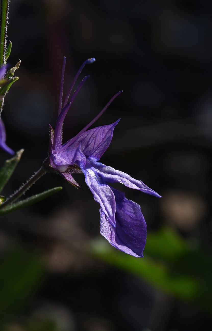 Изображение особи Teucrium orientale.