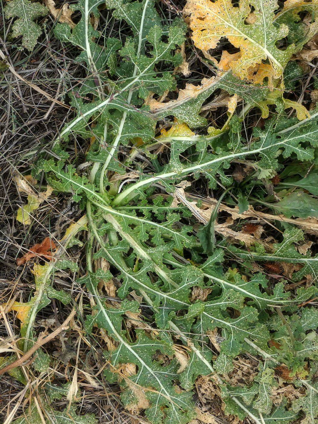 Изображение особи Crambe tataria.