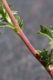 Potentilla intermedia