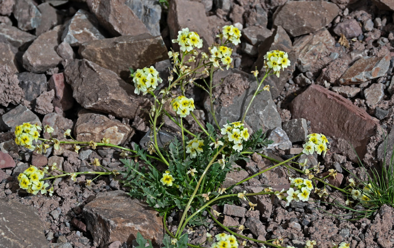 Image of Chorispora macropoda specimen.