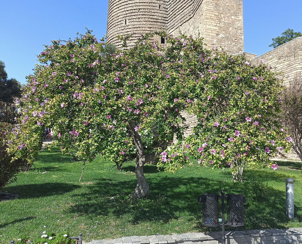 Image of Hibiscus syriacus specimen.