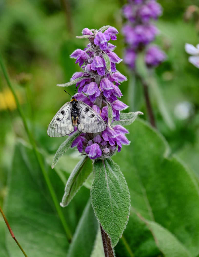 Image of Phlomoides oreophila specimen.