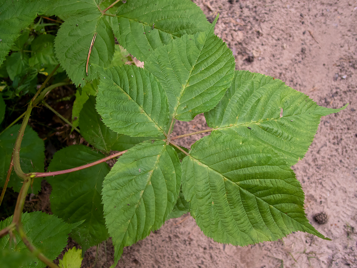 Image of Rubus allegheniensis specimen.