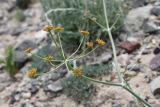 Ferula sugatensis