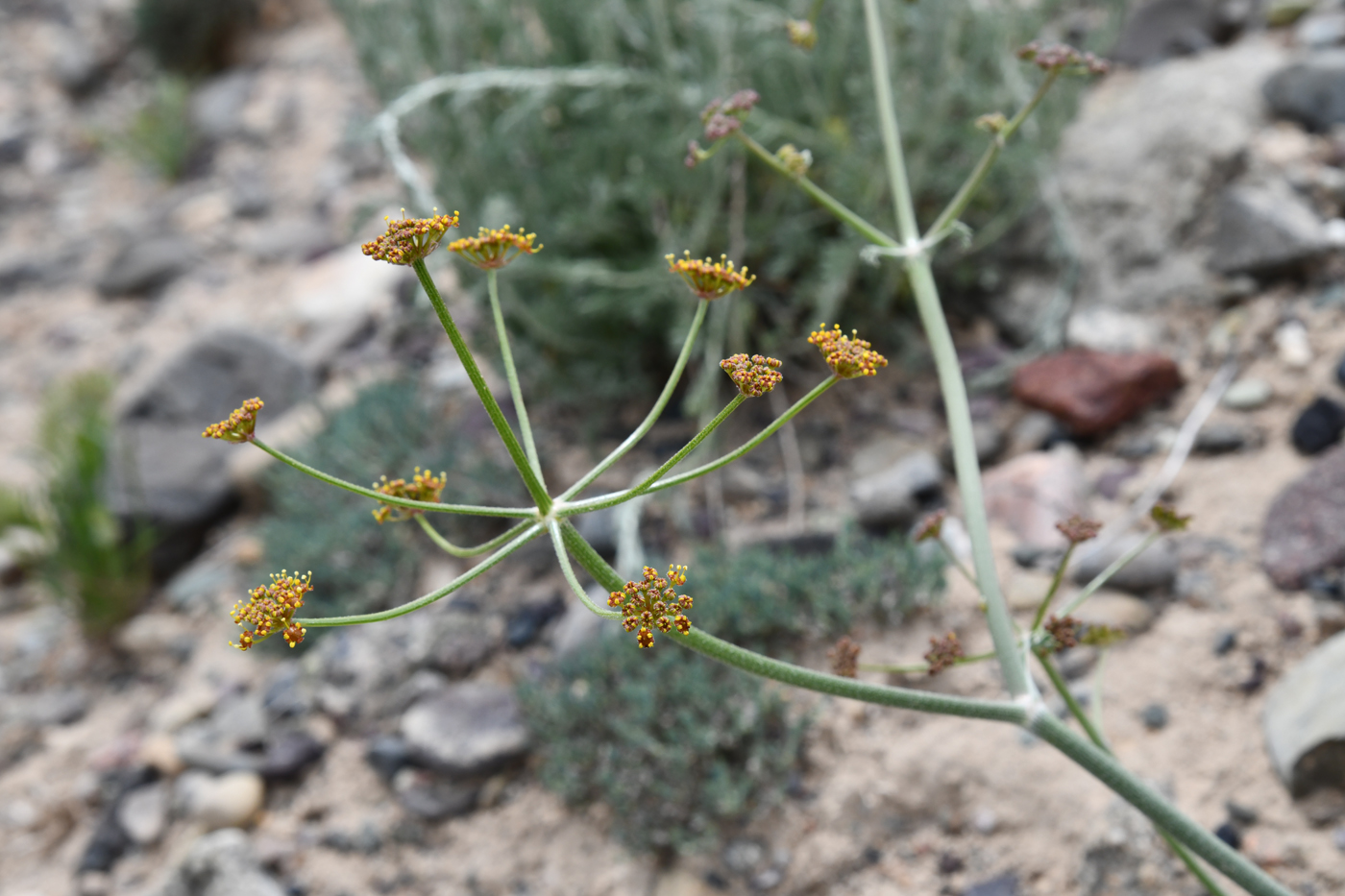 Изображение особи Ferula sugatensis.