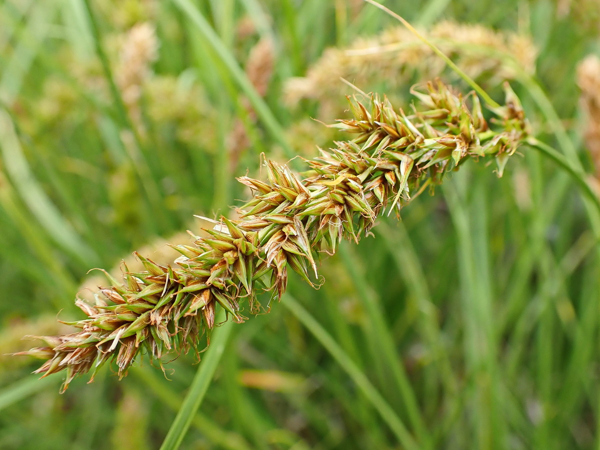 Изображение особи Carex laevissima.