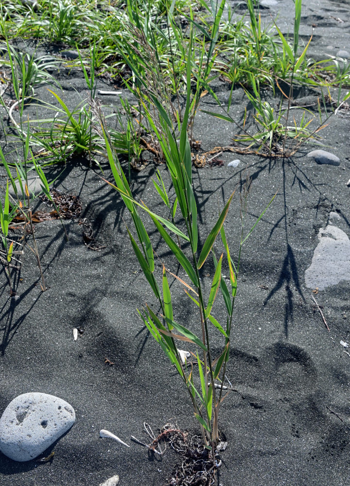 Image of Phragmites australis specimen.