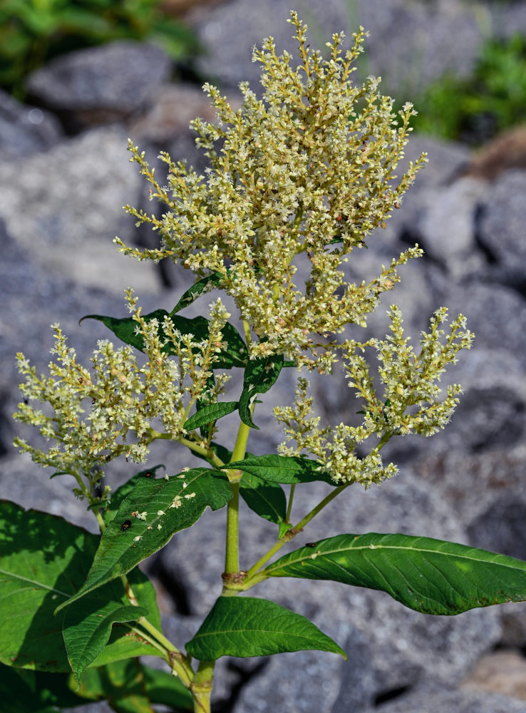 Изображение особи Aconogonon weyrichii.