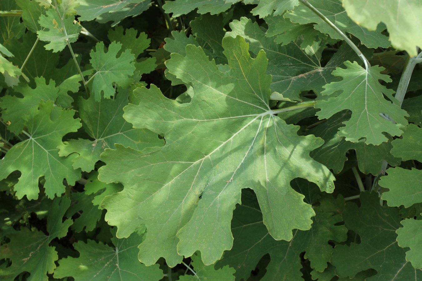 Image of Macleaya cordata specimen.