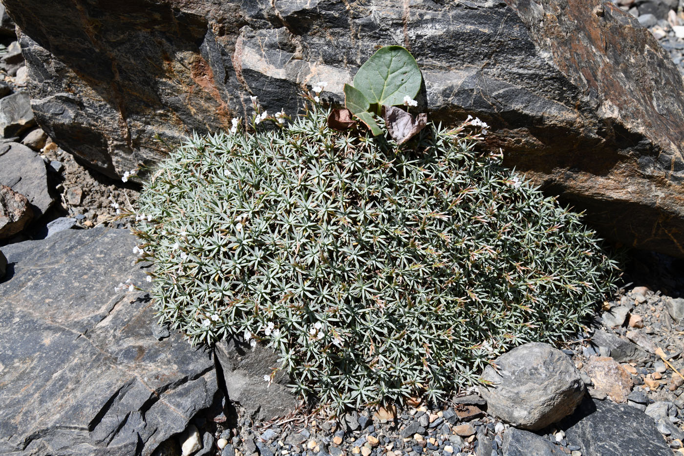 Image of Acantholimon alexeenkoanum specimen.