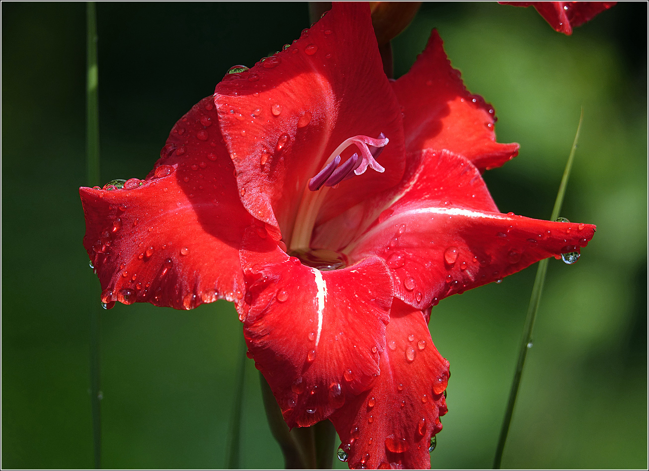 Image of Gladiolus &times; gandavensis specimen.