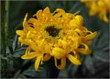 Tagetes erecta