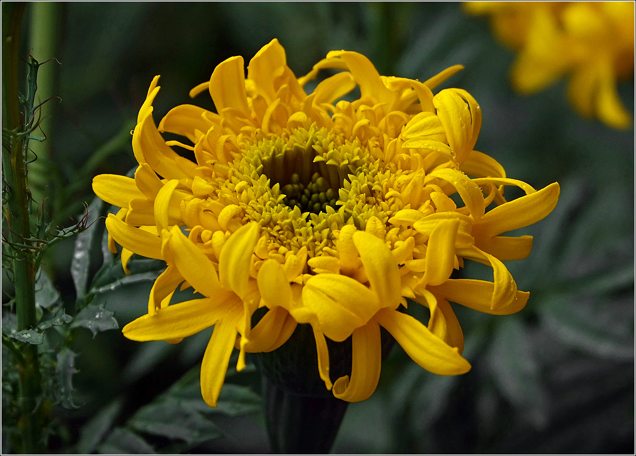 Image of Tagetes erecta specimen.