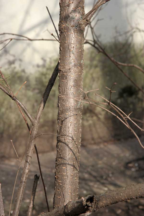 Изображение особи Syringa amurensis.