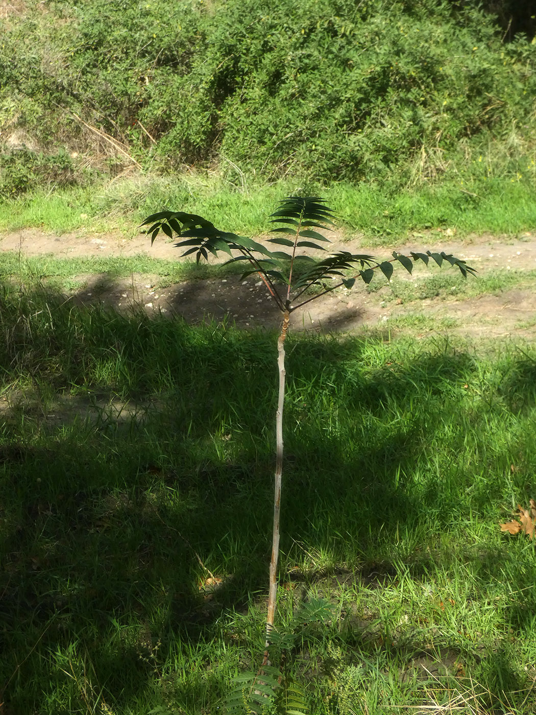 Image of Rhus glabra specimen.