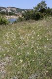 Anthericum ramosum