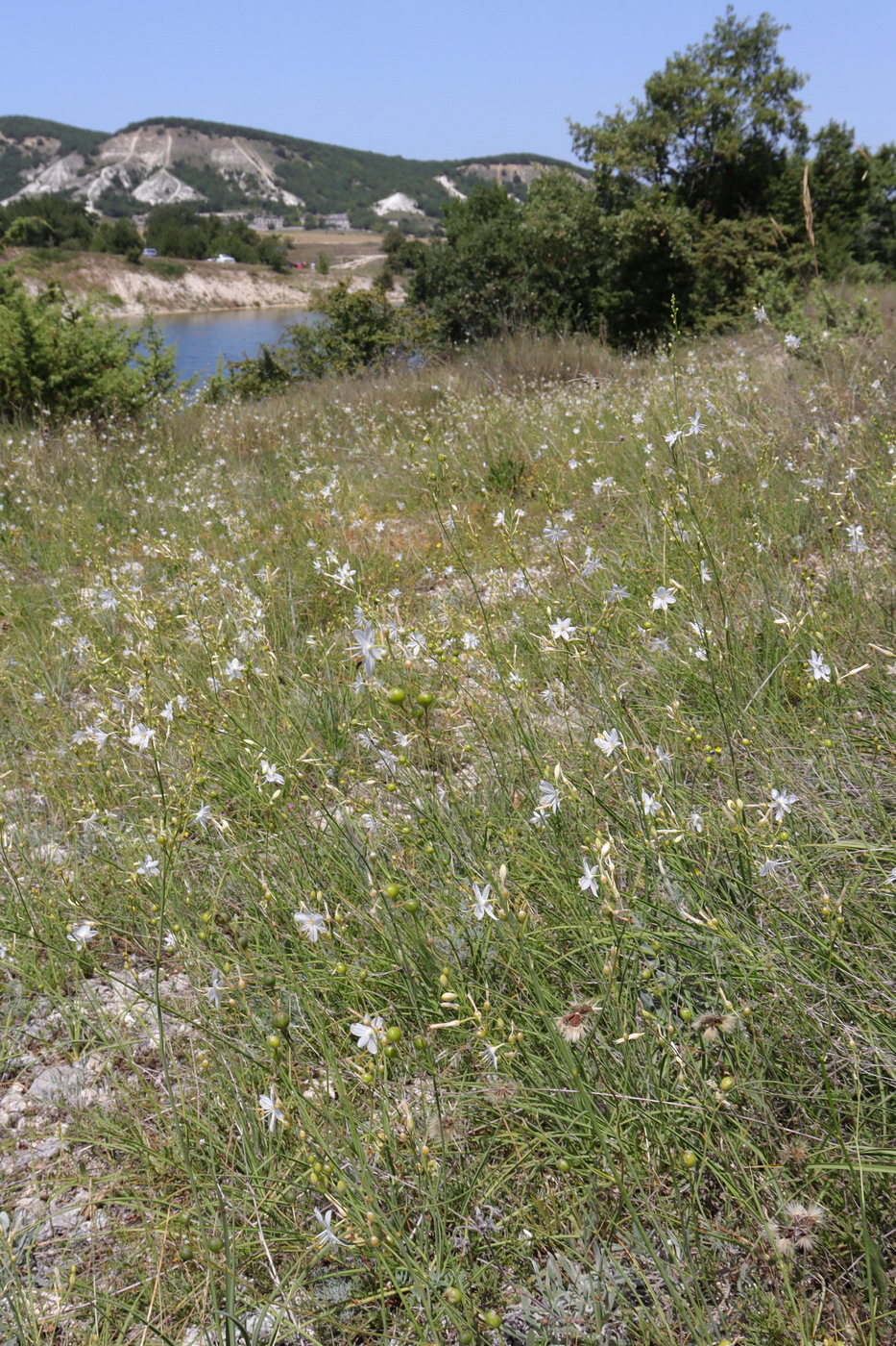 Изображение особи Anthericum ramosum.