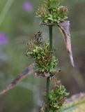 Cichorium intybus