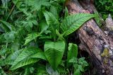 Cirsium heterophyllum. Вегетирующее растение. Московская обл., Волоколамский гор. округ, дол. р. Каменка, смешанный лес. 17.08.2024.