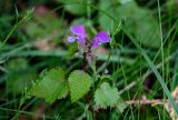 Lamium maculatum