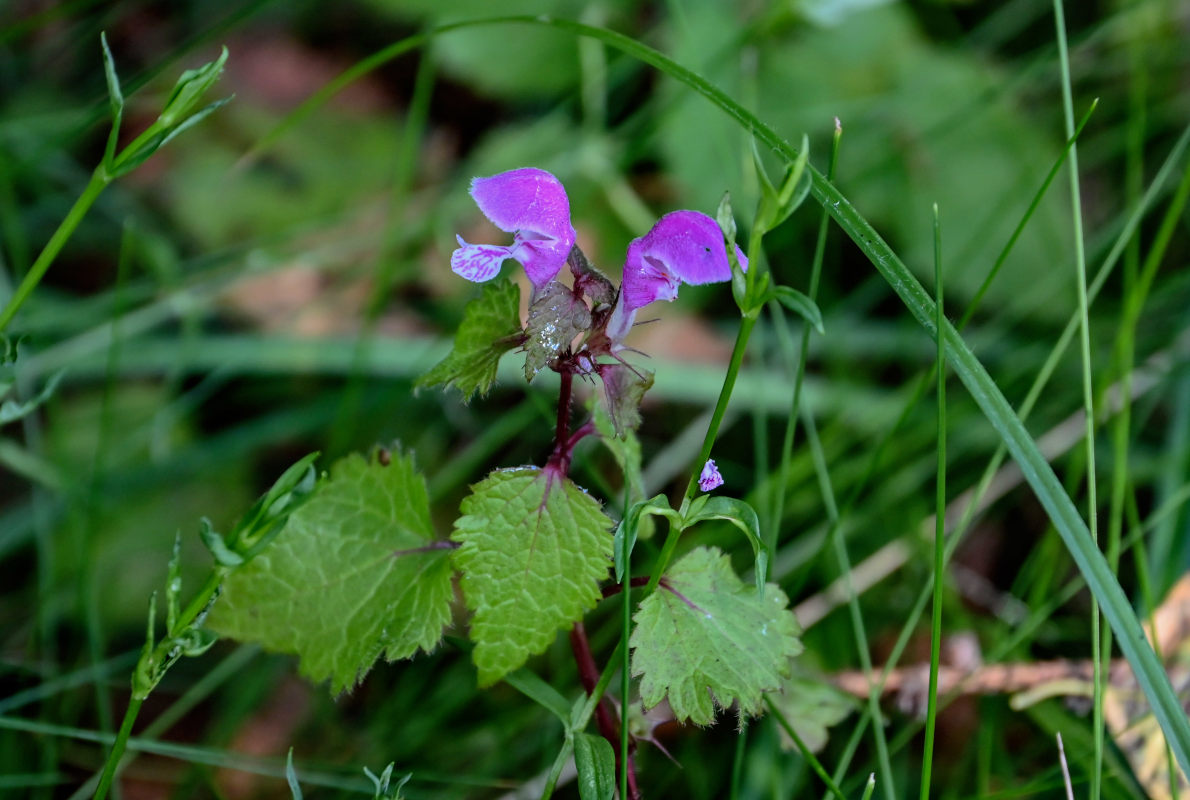 Изображение особи Lamium maculatum.