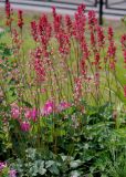 Heuchera sanguinea