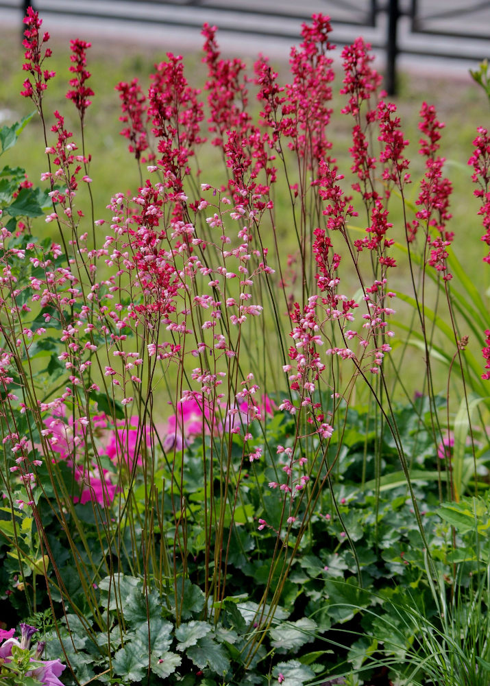 Image of Heuchera sanguinea specimen.