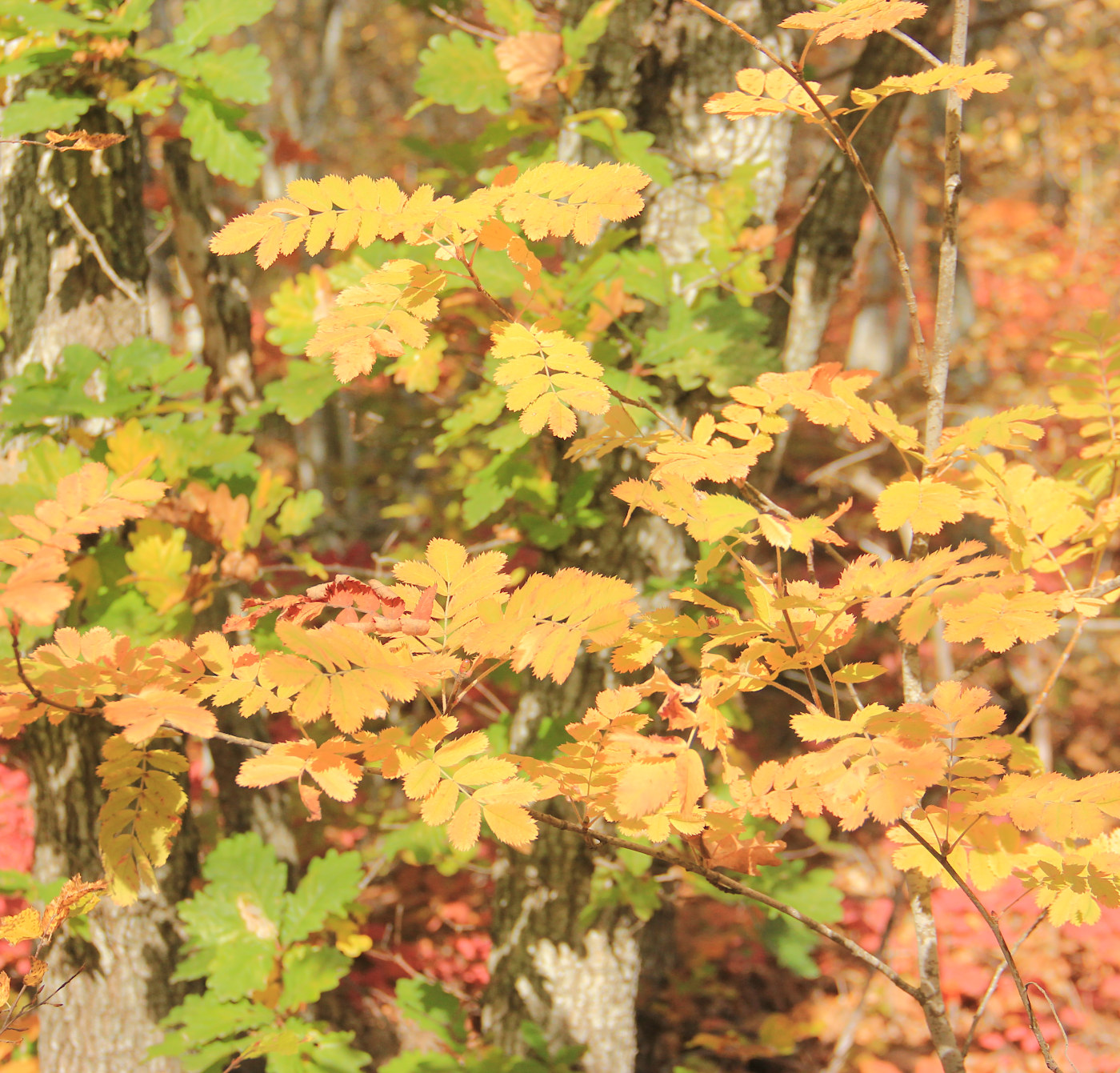 Image of Sorbus domestica specimen.