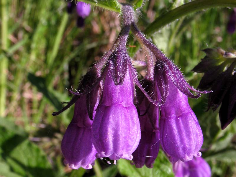 Изображение особи Symphytum officinale.