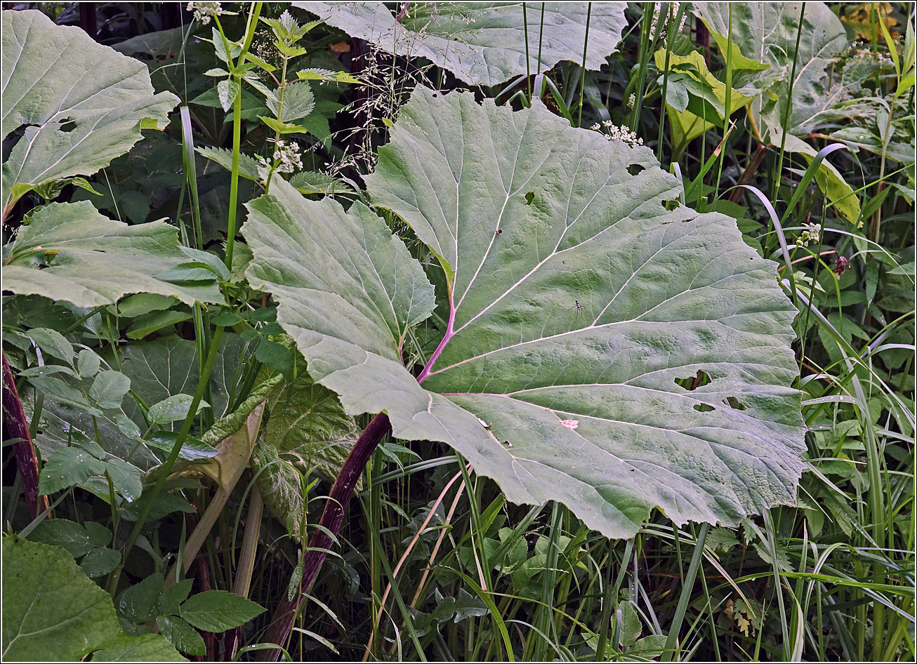 Image of genus Petasites specimen.