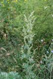 Artemisia absinthium