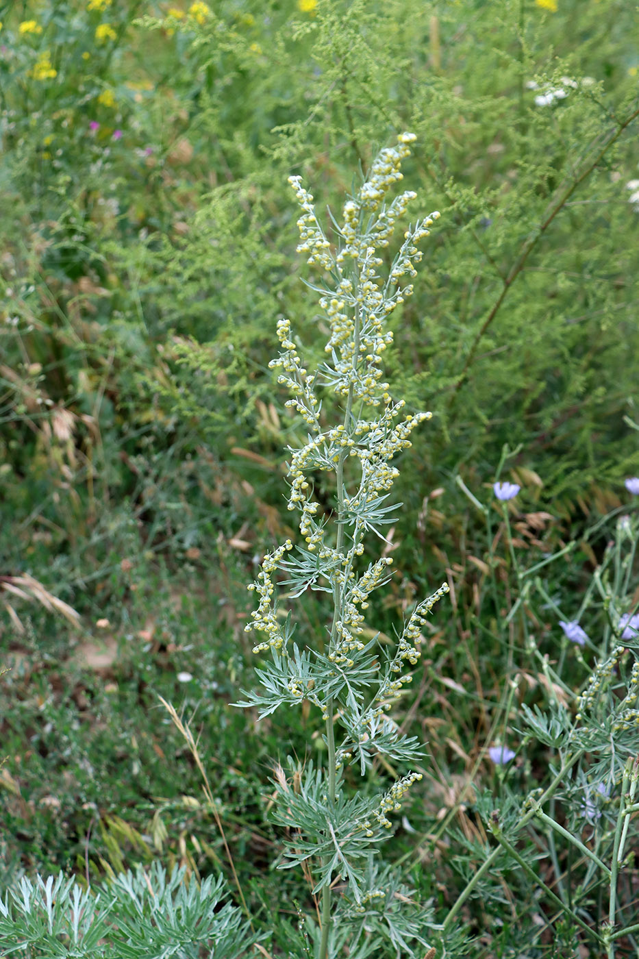 Изображение особи Artemisia absinthium.