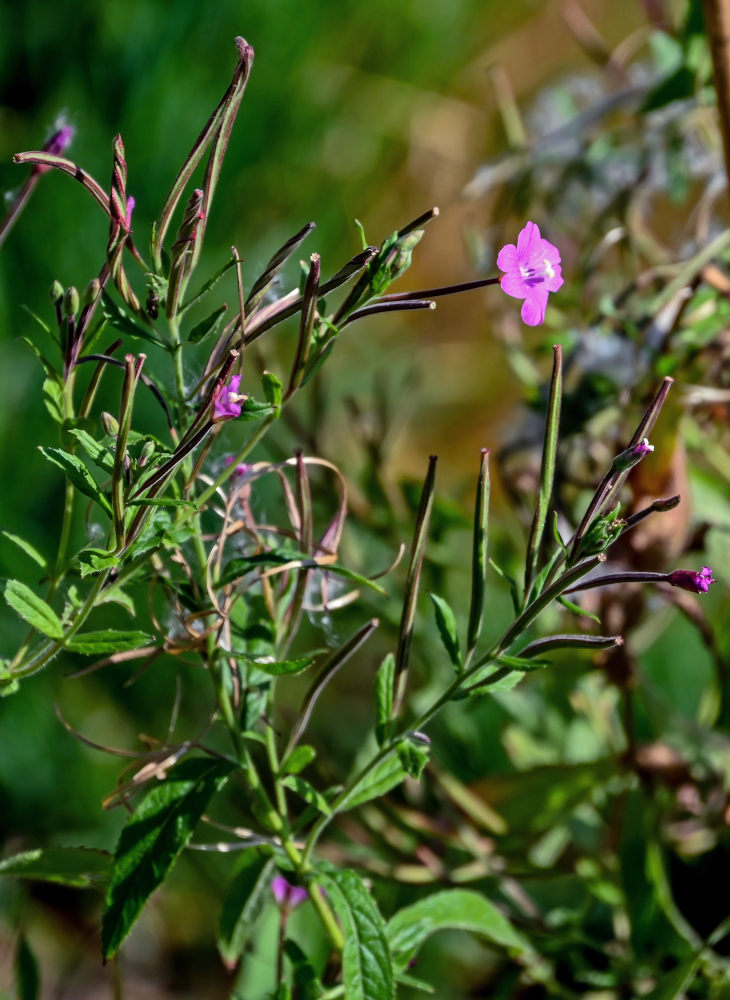 Изображение особи Epilobium hirsutum.