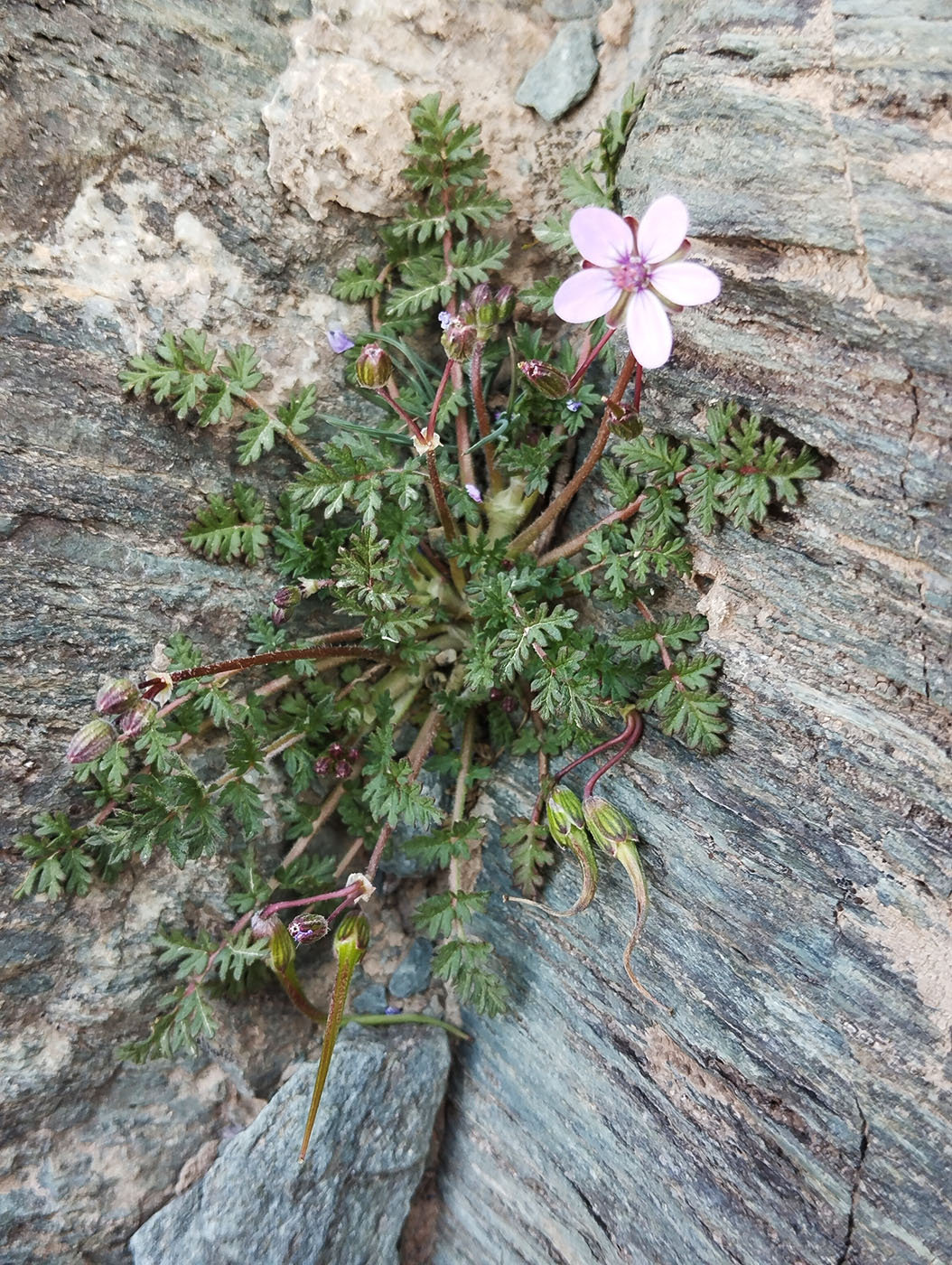 Image of genus Erodium specimen.