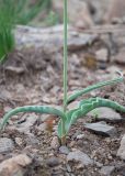 Tulipa altaica. Основание генеративного побега. Казахстан, Восточно-Казахстанская обл., Глубоковский р-н, окр. с. Кожохово, южный щебнистый склон сопки, редкие кустарники. 04.05.2024.