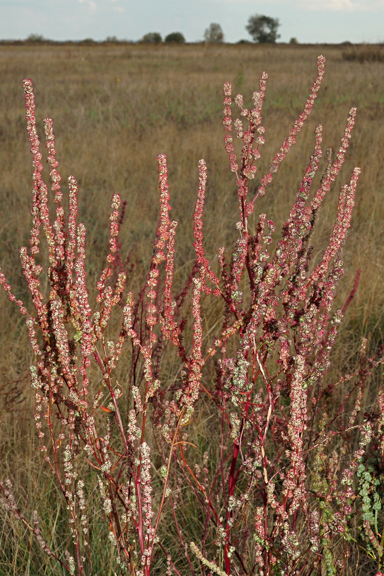 Изображение особи Atriplex patens.