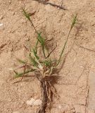 Смотреть изображение Aegilops kotschyi