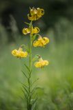 View full-size image Lilium monadelphum